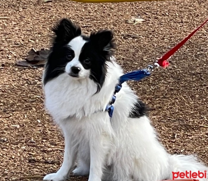 Pomeranyalı, Köpek  Puffy fotoğrafı