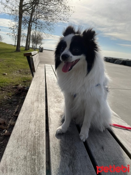 Pomeranyalı, Köpek  Puffy fotoğrafı