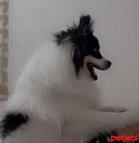 Pomeranyalı, Köpek  Puffy fotoğrafı