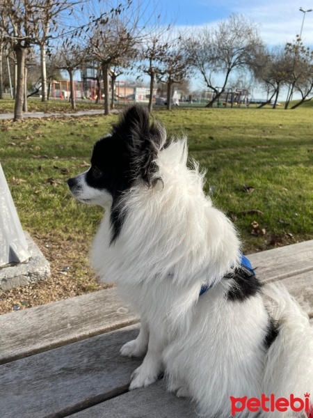 Pomeranyalı, Köpek  Puffy fotoğrafı