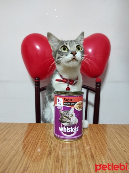 Tekir Kedi, Kedi  Gülistan fotoğrafı