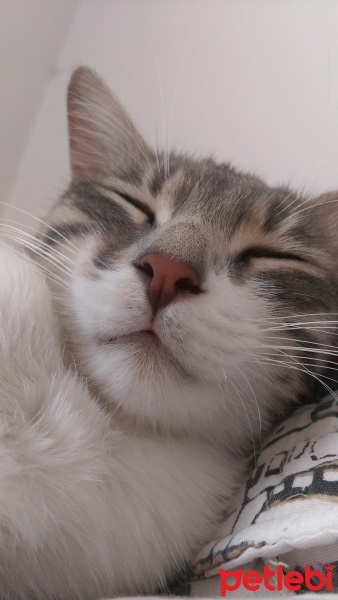 Tekir Kedi, Kedi  Gülistan fotoğrafı