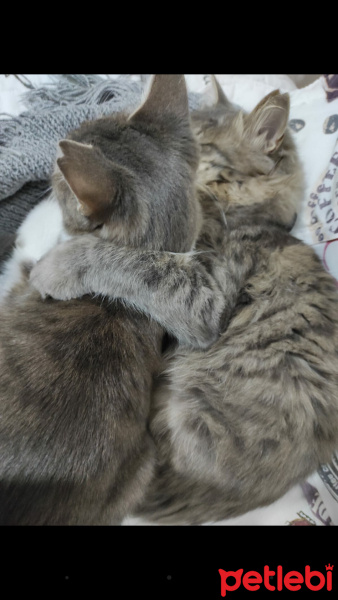 Tekir Kedi, Kedi  Gülistan fotoğrafı