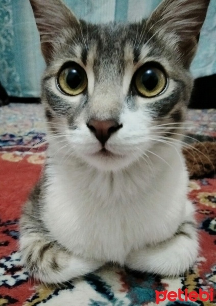 Tekir Kedi, Kedi  Gülistan fotoğrafı