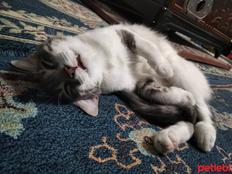 Tekir Kedi, Kedi  Gülistan fotoğrafı