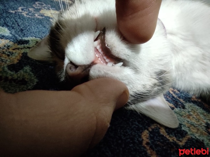 Tekir Kedi, Kedi  Gülistan fotoğrafı