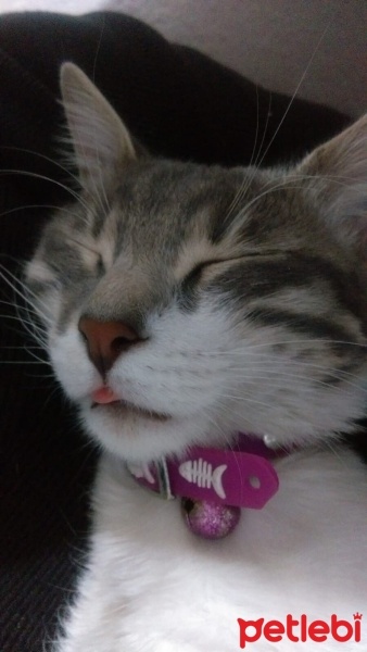 Tekir Kedi, Kedi  Gülistan fotoğrafı