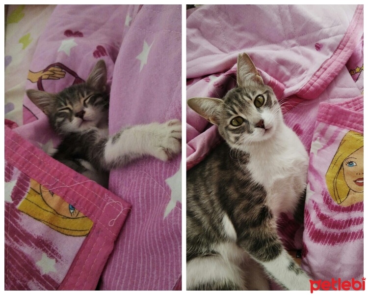 Tekir Kedi, Kedi  Gülistan fotoğrafı