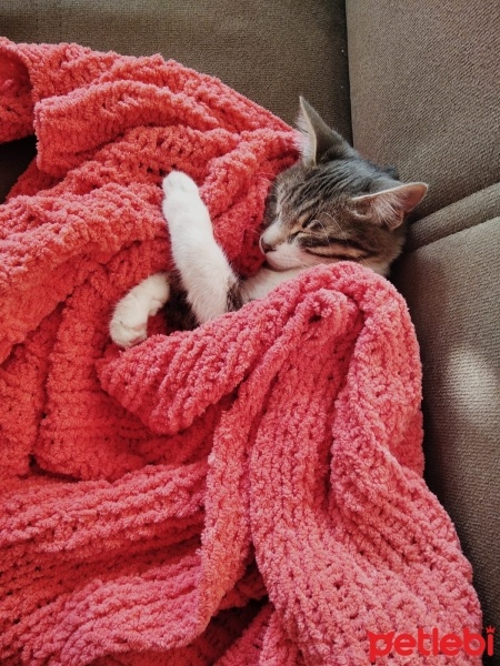 Tekir Kedi, Kedi  Gülistan fotoğrafı