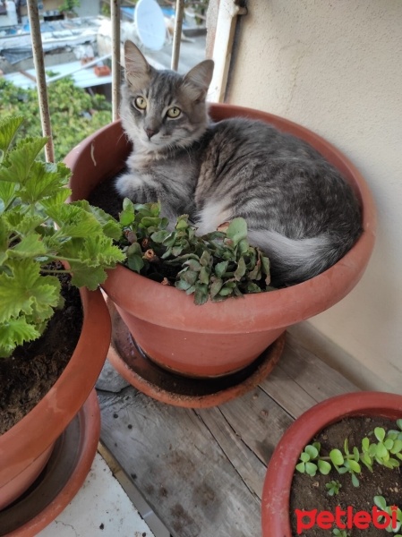 Tekir Kedi, Kedi  Zeytin fotoğrafı