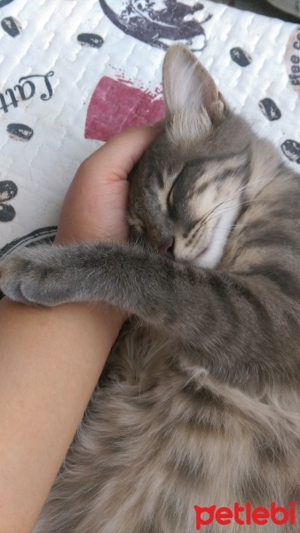 Tekir Kedi, Kedi  Zeytin fotoğrafı