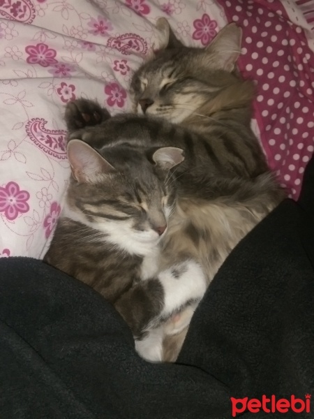 Tekir Kedi, Kedi  Zeytin fotoğrafı