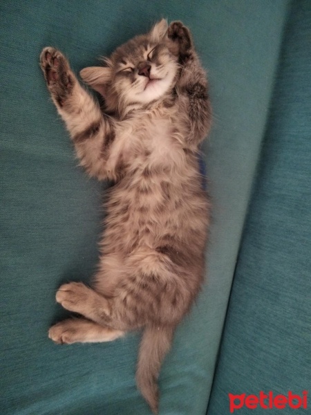 Tekir Kedi, Kedi  Zeytin fotoğrafı