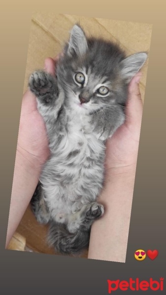 Tekir Kedi, Kedi  Zeytin fotoğrafı