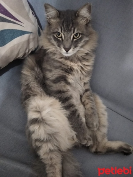 Tekir Kedi, Kedi  Zeytin fotoğrafı