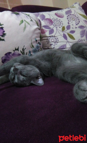 British Shorthair, Kedi  Gümüş fotoğrafı