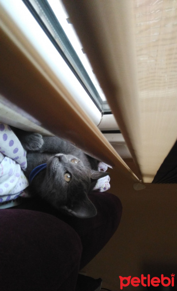 British Shorthair, Kedi  Gümüş fotoğrafı