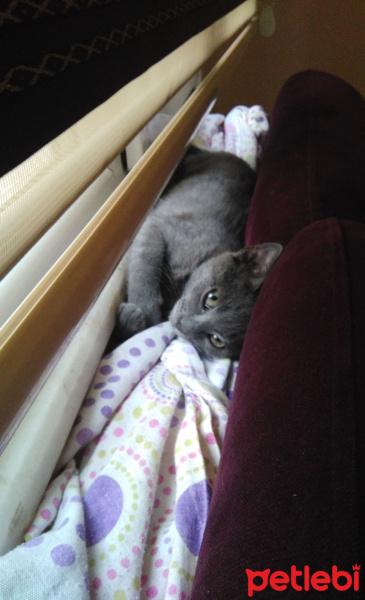 British Shorthair, Kedi  Gümüş fotoğrafı