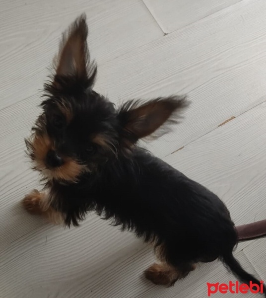 Yorkshire Terrier, Köpek  Herkül fotoğrafı