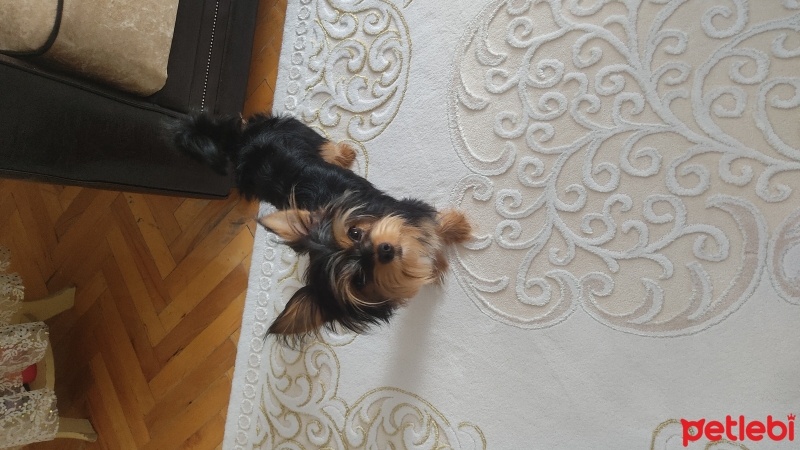 Yorkshire Terrier, Köpek  Herkül fotoğrafı