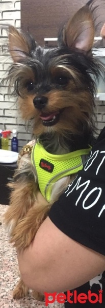 Yorkshire Terrier, Köpek  Herkül fotoğrafı