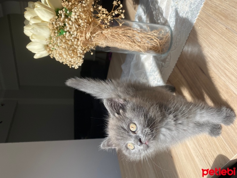 British Shorthair, Kedi  Toffie fotoğrafı