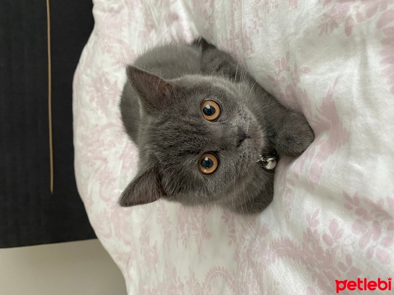 British Shorthair, Kedi  Toffie fotoğrafı