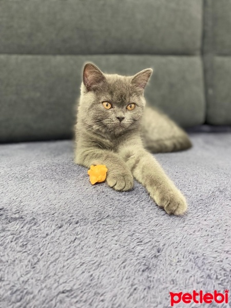 British Shorthair, Kedi  Toffie fotoğrafı