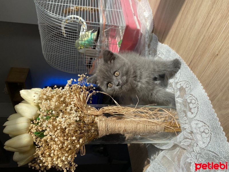 British Shorthair, Kedi  Toffie fotoğrafı