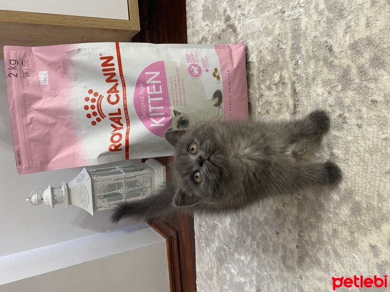 British Shorthair, Kedi  Toffie fotoğrafı