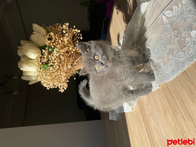 British Shorthair, Kedi  Toffie fotoğrafı