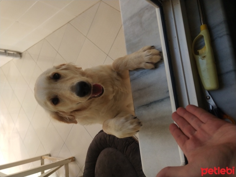 Golden Retriever, Köpek  Maya fotoğrafı