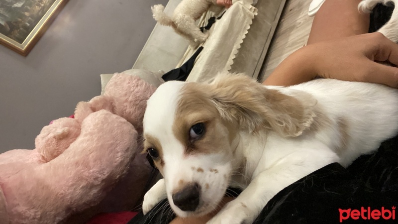 Amerikan Cocker Spaniel, Köpek  Fındık fotoğrafı