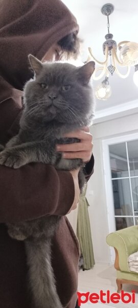 British Shorthair, Kedi  Ova fotoğrafı