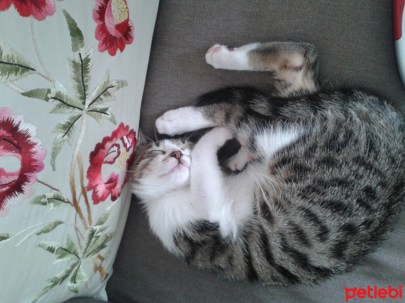 Tekir Kedi, Kedi  Tigris fotoğrafı