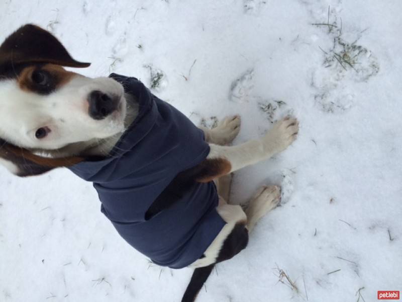 Beagle, Köpek  Ponçik fotoğrafı