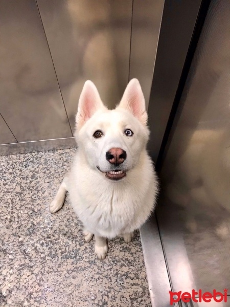 Sibirya Kurdu (Husky), Köpek  Bella fotoğrafı