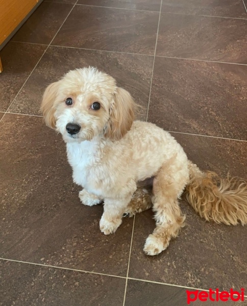 Maltese, Köpek  Latte fotoğrafı