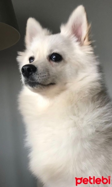 Pomeranyalı, Köpek  Lola fotoğrafı