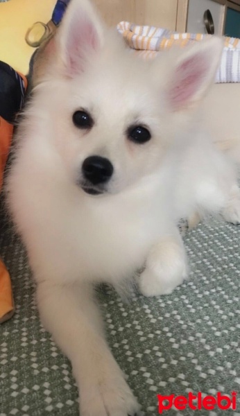 Pomeranyalı, Köpek  Lola fotoğrafı