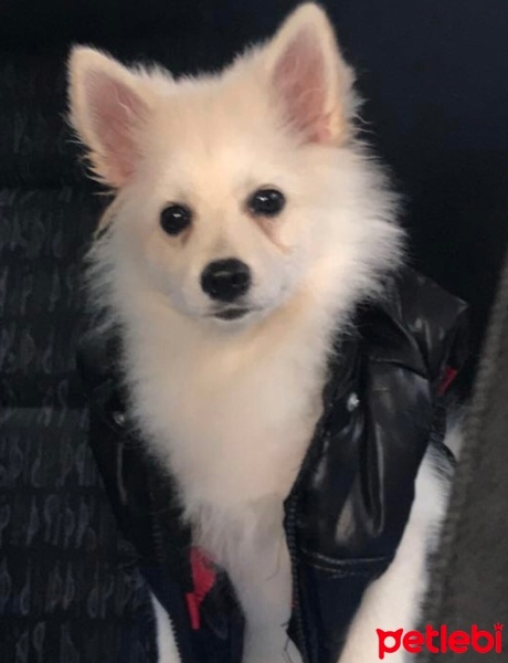 Pomeranyalı, Köpek  Lola fotoğrafı