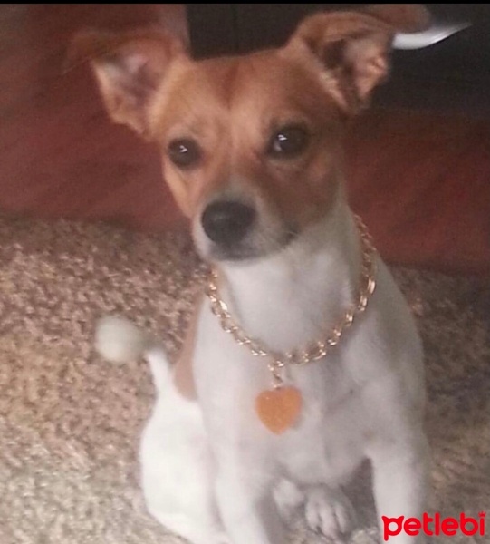 Jack Russell Terrier, Köpek  Cinga fotoğrafı