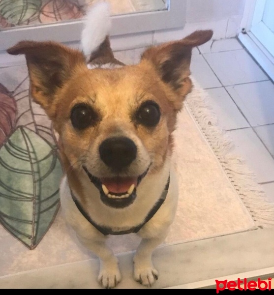 Jack Russell Terrier, Köpek  Cinga fotoğrafı