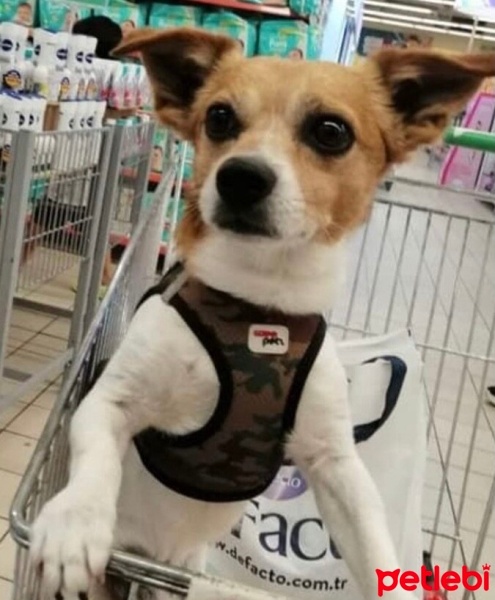 Jack Russell Terrier, Köpek  Cinga fotoğrafı