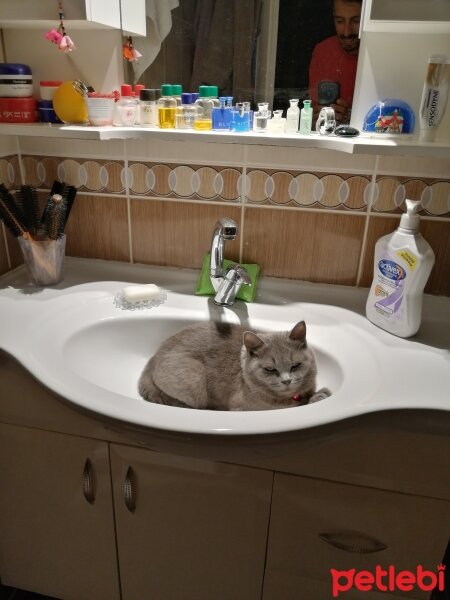 British Shorthair, Kedi  Lila fotoğrafı