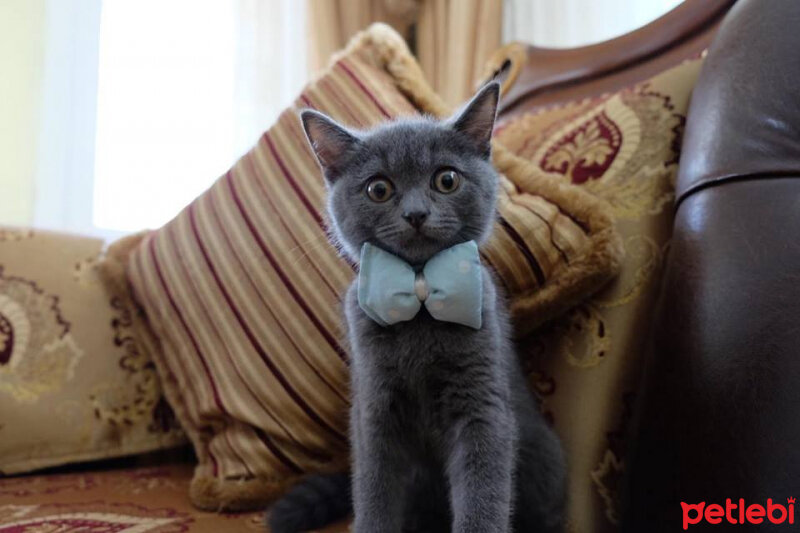 British Shorthair, Kedi  Miço fotoğrafı