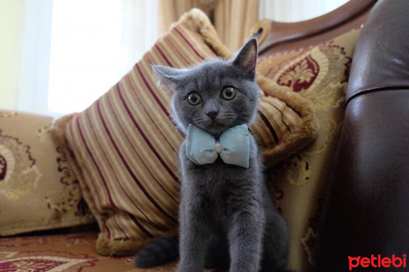 British Shorthair, Kedi  Miço fotoğrafı