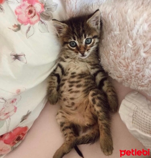 Tekir Kedi, Kedi  Nemesis fotoğrafı