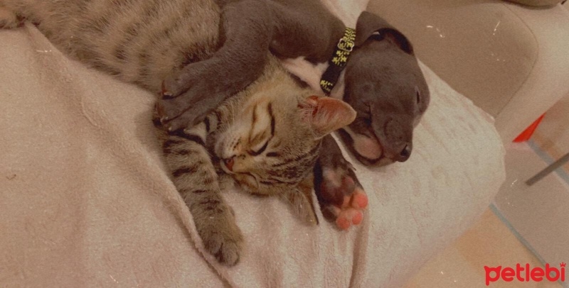 Tekir Kedi, Kedi  Nemesis fotoğrafı
