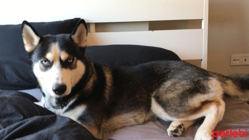 Sibirya Kurdu (Husky), Köpek  Zeus fotoğrafı